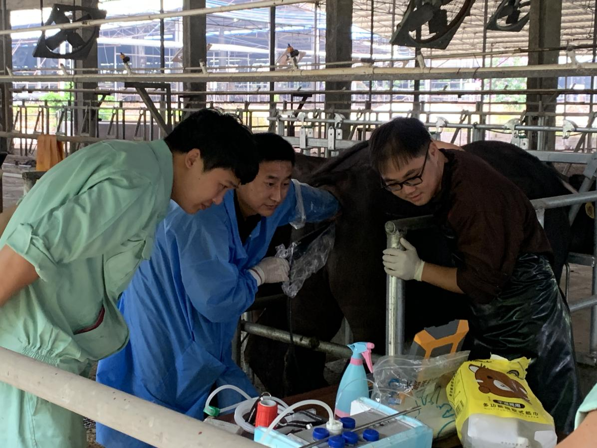 “奶水牛胚胎移植高效繁育技术”入选2025年度广西农业主推技术